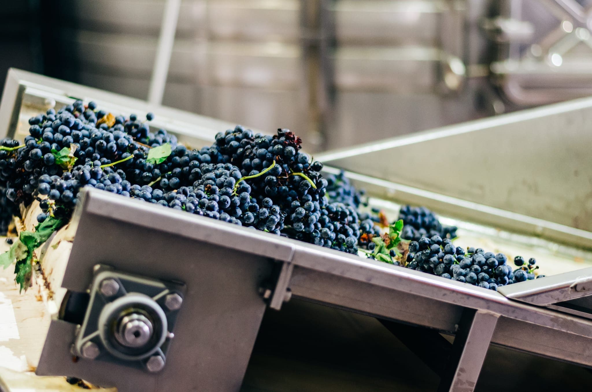 Red grapes at reception — starting point for alcoholic and malolactic fermentation